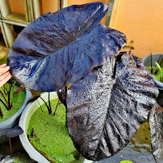 Колоказия-Тропическая Чёрный камень
