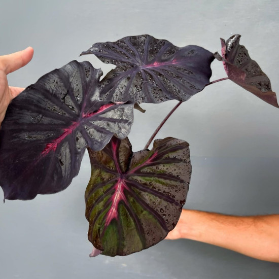 Колоказия-Тропическая Calder pink Розовый кратер 