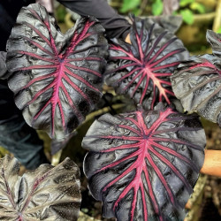 Колоказия Calder pink - Розовый кратер 