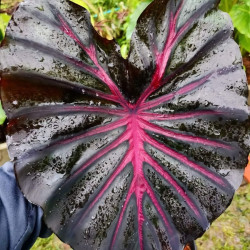 Колоказия-Тропическая Calder pink Розовый кратер 