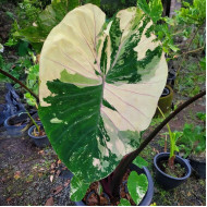 Колоказия-тропическая Bonnathai Боннатай 