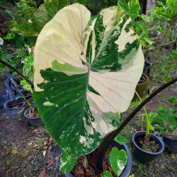 Колоказия-тропическая Bonnathai Боннатай 