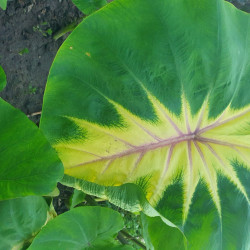 Колоказия king of diamond - Кинг оф Даймонд