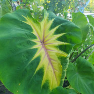 Колоказия king of diamond - Кинг оф Даймонд