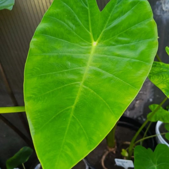 Колоказия Tiger eye - Глаз тигра