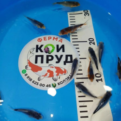  Шисуи-шисуи ханна 6-8 см