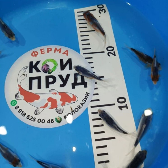  Шисуи-шисуи ханна 6-8 см