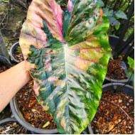  Колоказия Green glossy - зелёный глянец