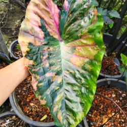  Колоказия Green glossy - зелёный глянец