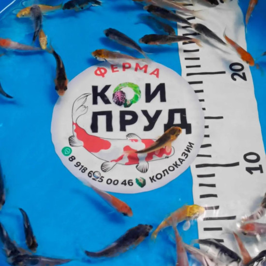 Карп Кои Микс -  шисуи - асаги -ямабуки -платина -дойцу кохаку -огонь т.д.  5-7 см 