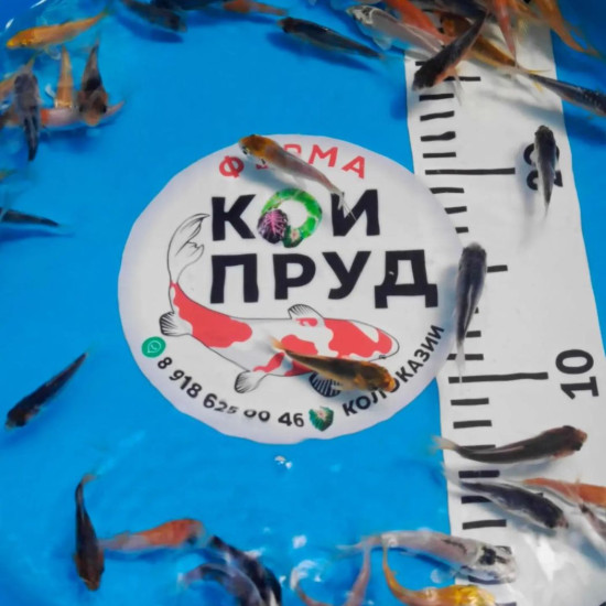 Карп Кои Микс -  шисуи - асаги -ямабуки -платина -дойцу кохаку -огонь т.д.  5-7 см 
