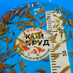 Карп Кои Микс + вуаль 4-6 см 