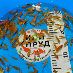 Карп Кои Микс + вуаль 4-6 см 