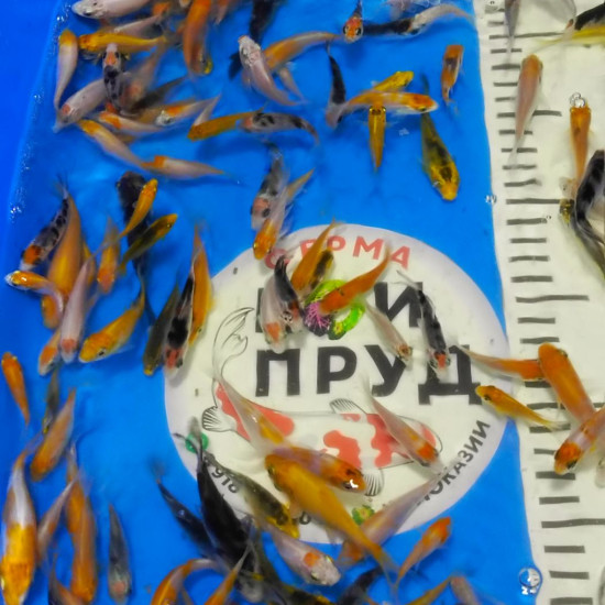 Карп Кои Микс + вуаль 5-8 см 