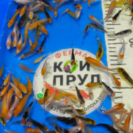 Карп Кои Микс + вуаль 5-8 см 