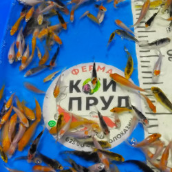 Карп Кои Микс + вуаль 5-8 см 