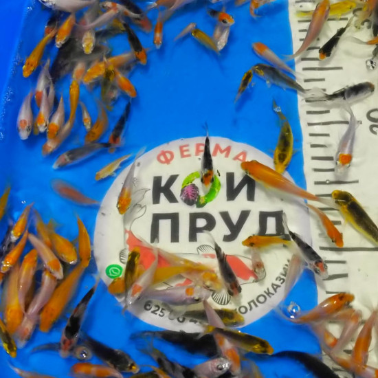 Карп Кои Микс + вуаль 5-8 см 