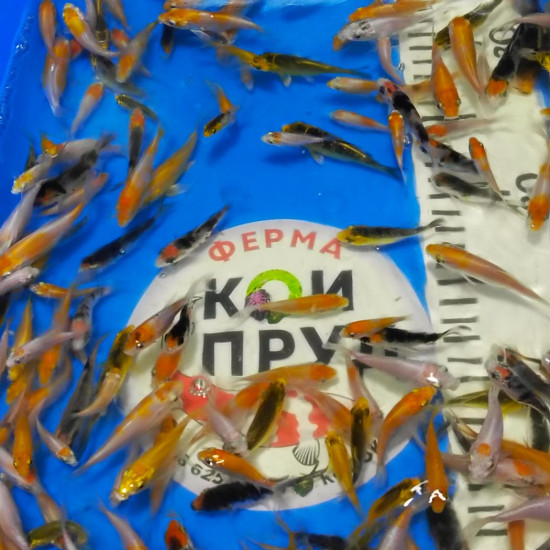 Карп Кои Микс + вуаль 5-8 см 