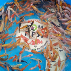 Карп Кои Микс 7-8 см премиум