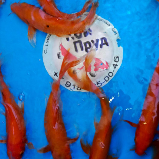 Вуалевый Карп Кои Бабочка Бенигои 20-25 см 