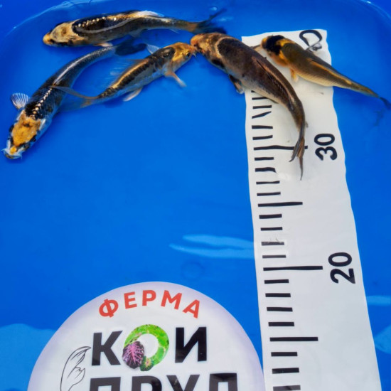 Карп кои премиум  израиль Кабуто 12-17 см 