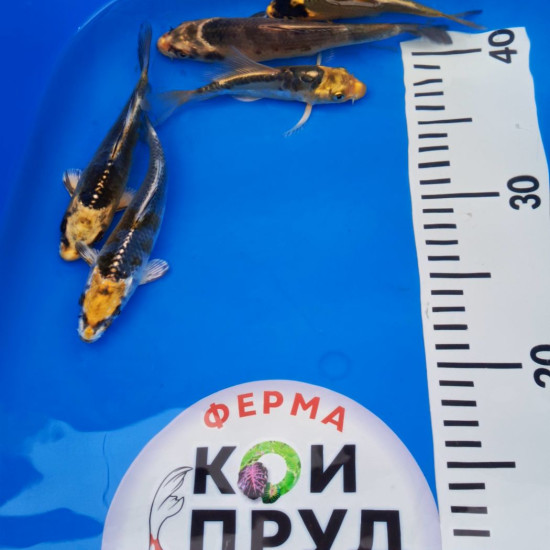 Карп кои премиум  израиль Кабуто 12-17 см 