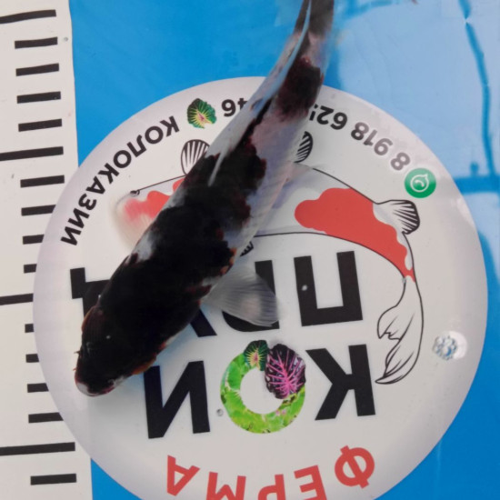 Карп Кои Израиль премиум класса GOROMO - GOROMO Budo - 20см "Лот1"