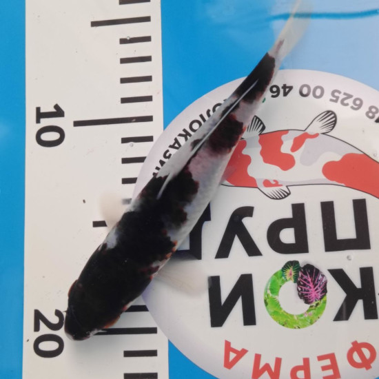 Карп Кои Израиль премиум класса GOROMO - GOROMO Budo - 20см "Лот1"