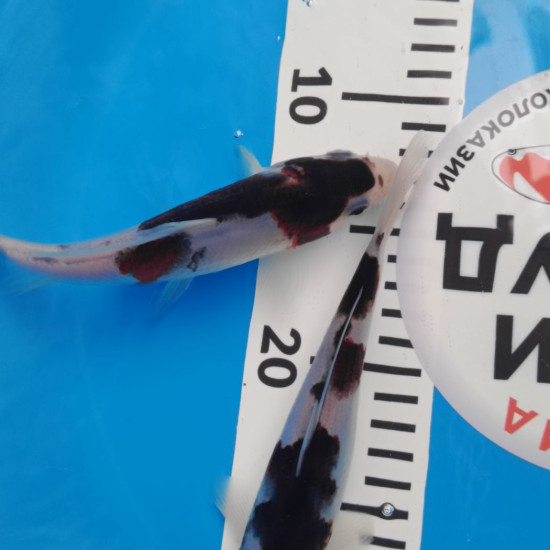 Карп Кои Израиль премиум класса GOROMO - GOROMO Budo - 20см "Лот1"