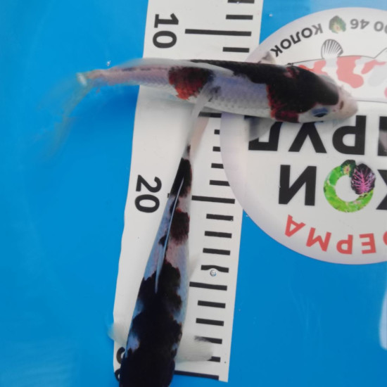 Карп Кои Израиль премиум класса GOROMO - GOROMO Budo - 20см "Лот1"