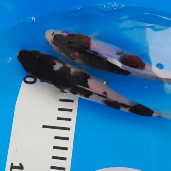 Карп Кои Израиль премиум класса GOROMO - GOROMO Budo - 20см "Лот1"