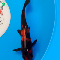 Карп Кои Израиль премиум класса Hi Utsuri - 19см "Лот2"