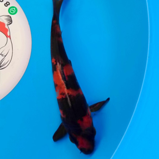 Карп Кои Израиль премиум класса Hi Utsuri - 19см "Лот2"