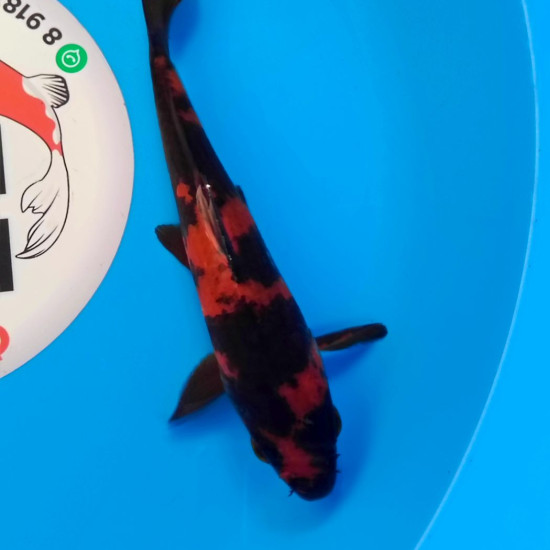 Карп Кои Израиль премиум класса Hi Utsuri - 19см "Лот2"