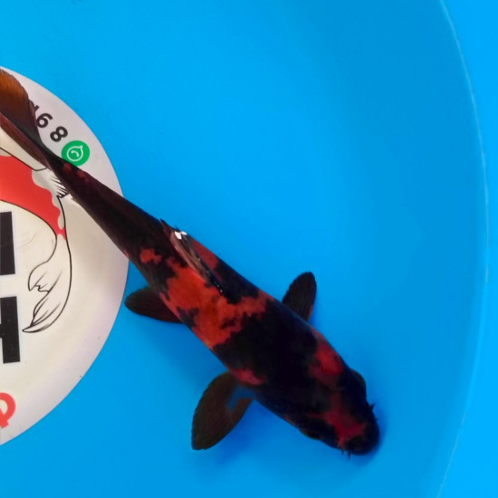 Карп Кои Израиль премиум класса Hi Utsuri - 19см "Лот2"