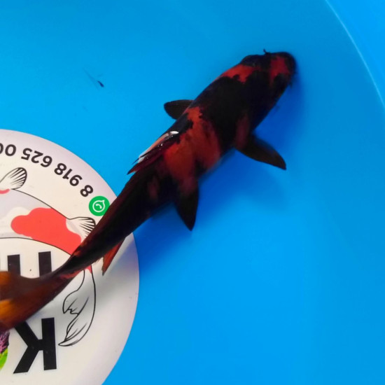 Карп Кои Израиль премиум класса Hi Utsuri - 19см "Лот2"