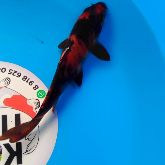 Карп Кои Израиль премиум класса Hi Utsuri - 19см "Лот2"