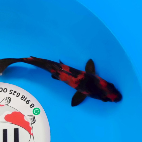 Карп Кои Израиль премиум класса Hi Utsuri - 19см "Лот2"