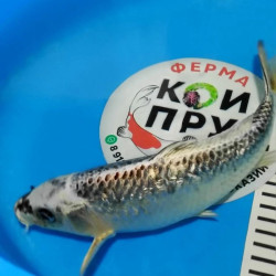 Карп Кои Израиль селекция премиум Матцуба Гин-Рин - 28см "Лот 11"