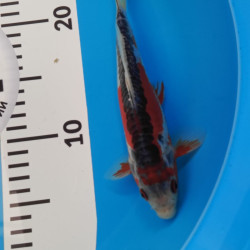 Карп Кои Израиль премиум класса Shusui - 20см "Лот3"