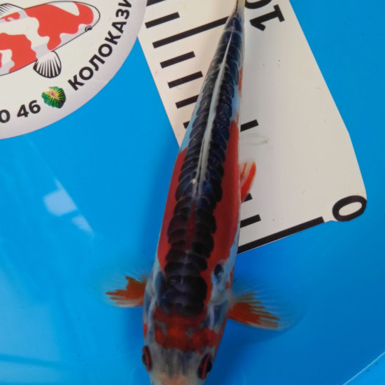 Карп Кои Израиль премиум класса Shusui - 20см "Лот3"