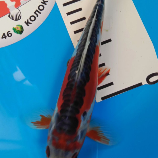 Карп Кои Израиль премиум класса Shusui - 20см "Лот3"