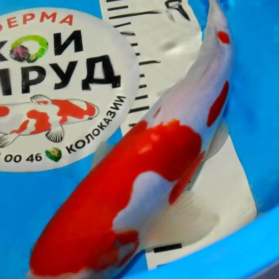Карп Кои Израиль селекция премиум Kohaku - 30см "Лот 10"