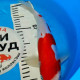 Карп Кои Израиль селекция премиум Kohaku - 30см "Лот 10"