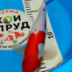 Карп Кои Израиль селекция премиум Kohaku - 30см "Лот 10"