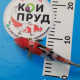 Карп Кои Израиль селекция премиум Sanke - 20см "Лот 5"