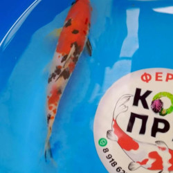 Карп Кои Израиль селекция премиум Sanke - 20см "Лот 5"