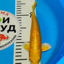 Карп Кои Израиль селекция премиум Ямабуки - 21см "Лот 8"