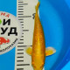 Карп Кои Израиль селекция премиум Ямабуки - 21см "Лот 8"
