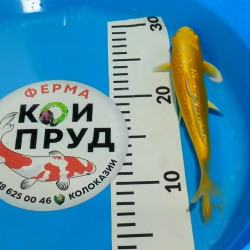 Карп Кои Израиль селекция премиум Ямабуки - 21см "Лот 8"